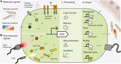 Achieving spatially precise diagnosis and therapy in the mammalian gut using synthetic microbial gene circuits